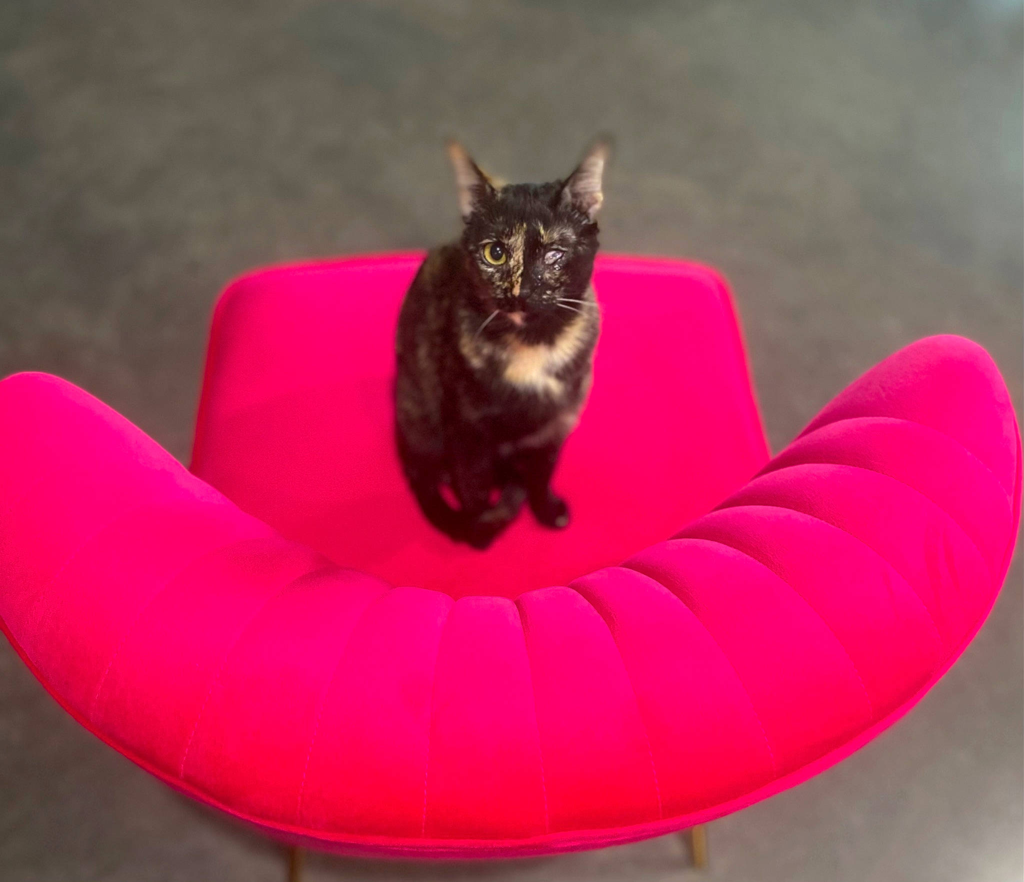 Bea joined the competition — help win amazing prizes! bean_bag, bean_bag_chair, carnivore, cat, cat_bed, cat_supply, comfort, felidae, fur, grass, inflatable, leisure, magenta, pet_supply, plant, recreation, small_to_medium_sized_cats, tail, terrestrial_animal, whiskers