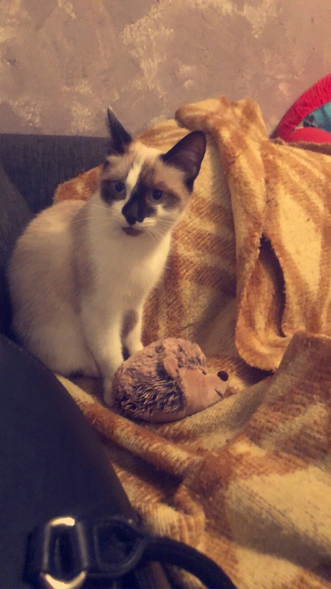 Nougat a rejoint le concours — aidez-le/la à gagner de superbes lots ! asian, balinese, birman, burmese, carnivore, cat, colorpoint_shorthair, fawn, felidae, kitten, mammal, siamese, small_to_medium_sized_cats, snout, snowshoe, thai, tonkinese, whiskers