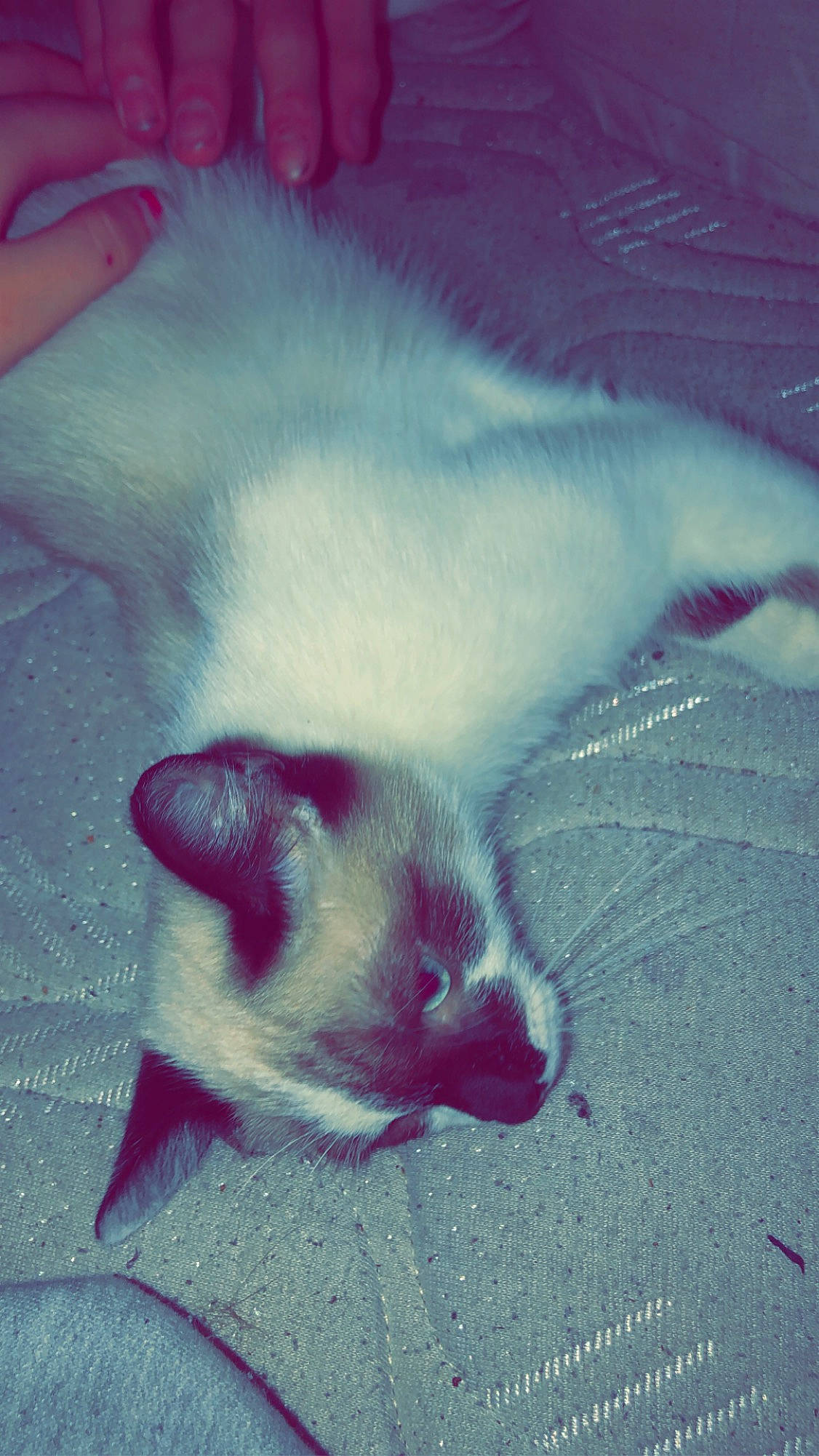 Nougat participe au concours pour gagner de l'argent avec cette photo : balinese, carnivore, cat, fawn, felidae, kitten, paw, ragdoll, small_to_medium_sized_cats, tail, thai, whiskers