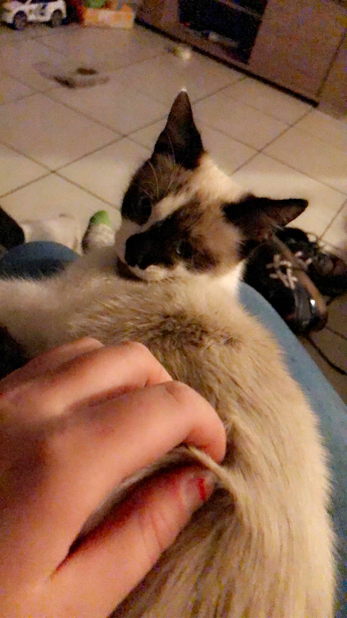 Nougat a rejoint le concours — aidez-le/la à gagner de superbes lots ! balinese, birman, carnivore, cat, claw, domestic_long_haired_cat, domestic_short_haired_cat, ear, felidae, fur, himalayan, ragdoll, small_to_medium_sized_cats, snowshoe, thai, whiskers