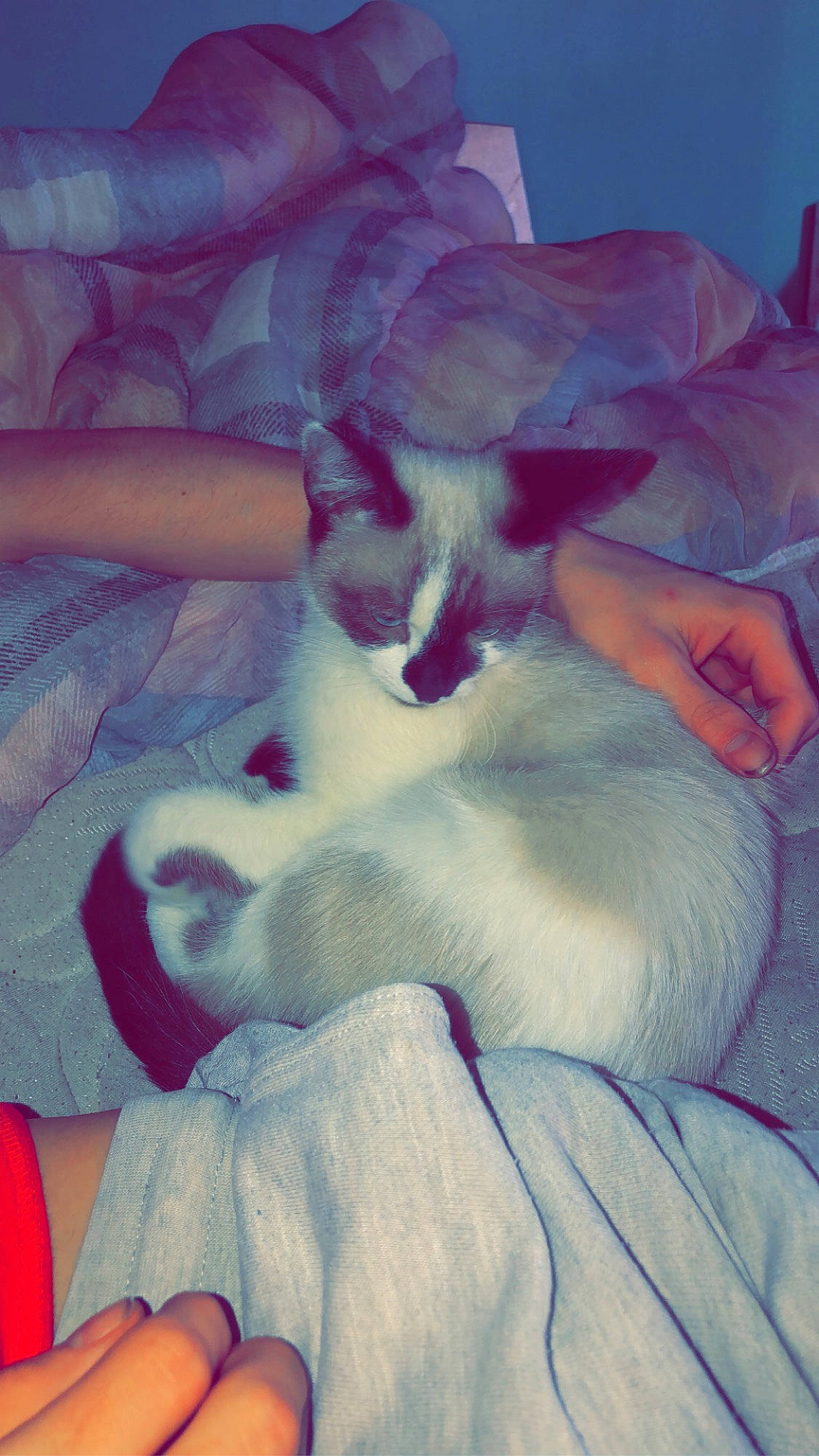 Nougat a rejoint le concours — aidez-le/la à gagner de superbes lots ! canidae, carnivore, cat, felidae, kitten