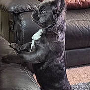 Sphinx joined the competition — help win amazing prizes! animal, attention, brown_cushion, carpet, companion, cozy, curious, decorative_book, dog, ears_up, french_bulldog, furniture, indoor, leather_couch, living_room, pet, puppy, side_view, small_dog, standing