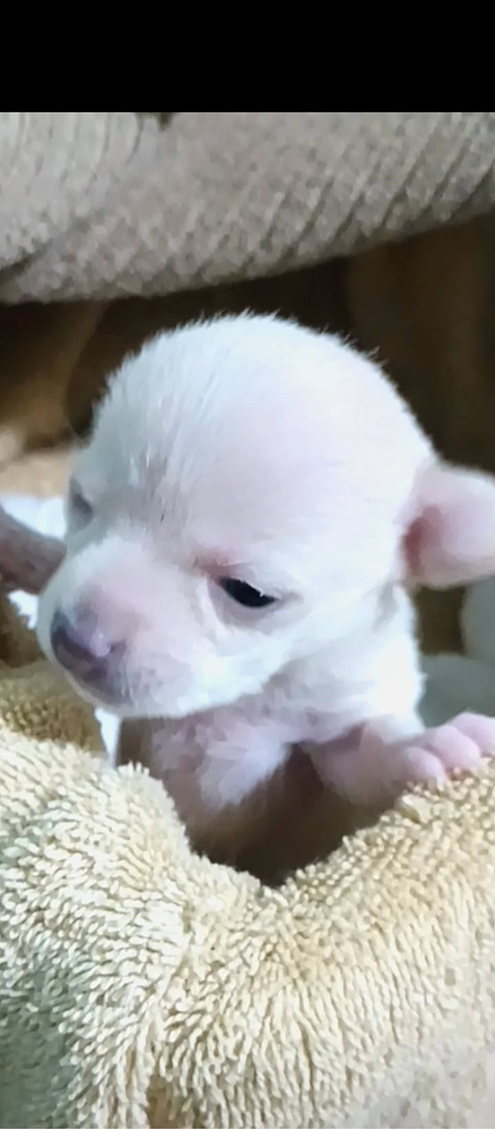 Mandy is registered to the contest to win money with this photo: carnivore, companion_dog, corgi_chihuahua, dog, dog_breed, ear, fawn, fur, non_sporting_group, snout, sporting_group, terrestrial_animal, toy_dog, whiskers, working_animal