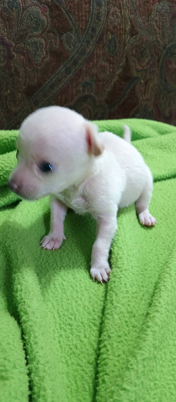 Mandy joined the competition — help win amazing prizes! canidae, carmine, carnivore, companion_dog, dog, dog_breed, domestic_pig, fawn, fur, grass, non_sporting_group, paw, snout, sporting_group, suidae, tail, terrestrial_animal, toy, toy_dog, working_animal