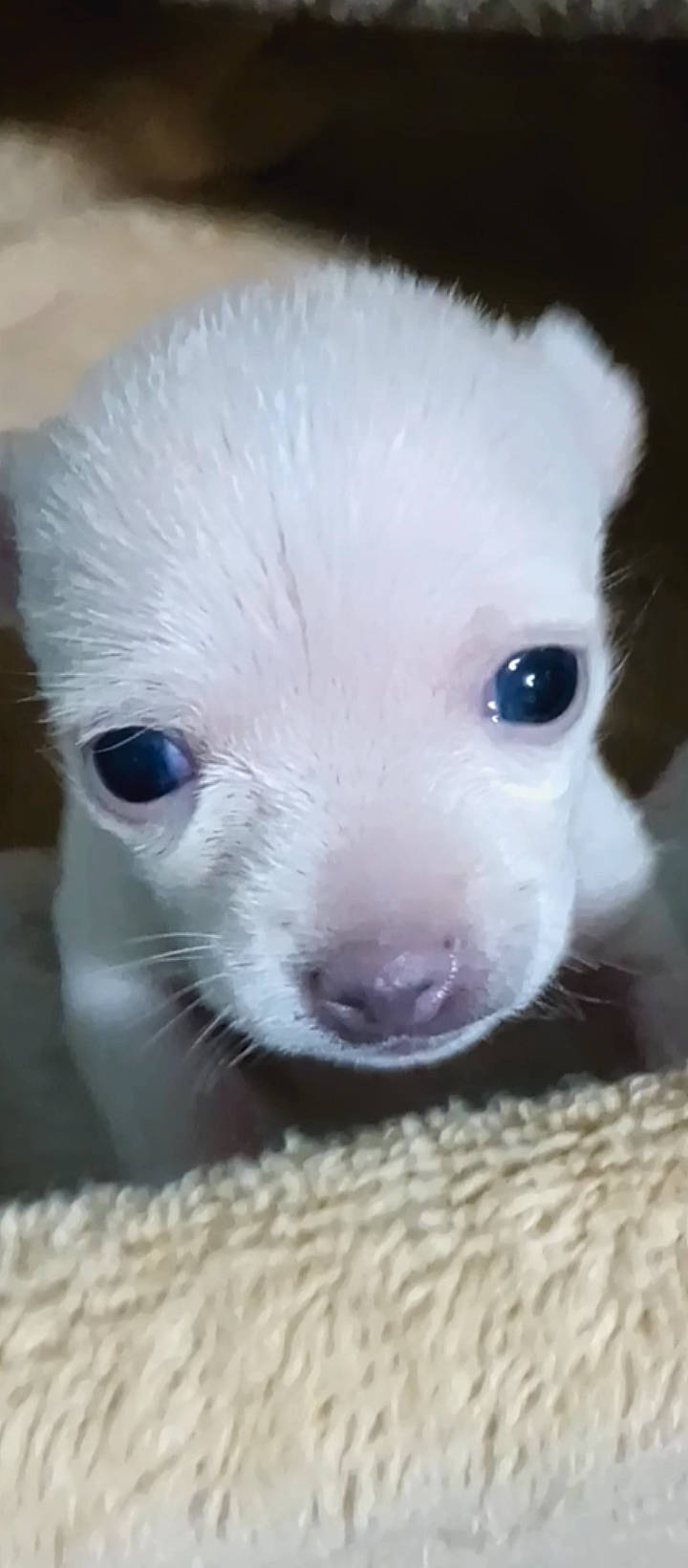 Mandy is registered to the contest to win money with this photo: canidae, carnivore, companion_dog, dog_breed, eye, eyelash, fawn, felidae, fur, non_sporting_group, paw, puppy, small_to_medium_sized_cats, snout, stuffed_toy, terrestrial_animal, toy, toy_dog, whiskers