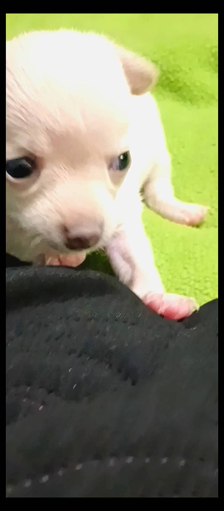 Mandy is registered to the contest to win money with this photo: canidae, carnivore, companion_dog, dog, dog_breed, ear, fawn, fur, grass, non_sporting_group, paw, puppy, snout, sporting_group, terrestrial_animal, toy_dog, whiskers, working_animal