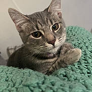 Giggle is registered to the contest to win money with this photo: cat, gray_tabby, pet, animal, feline, whiskers, ears, eyes, nose, paws, blanket, knitted, cozy, indoor, cute, close_up, portrait, resting, curious, soft