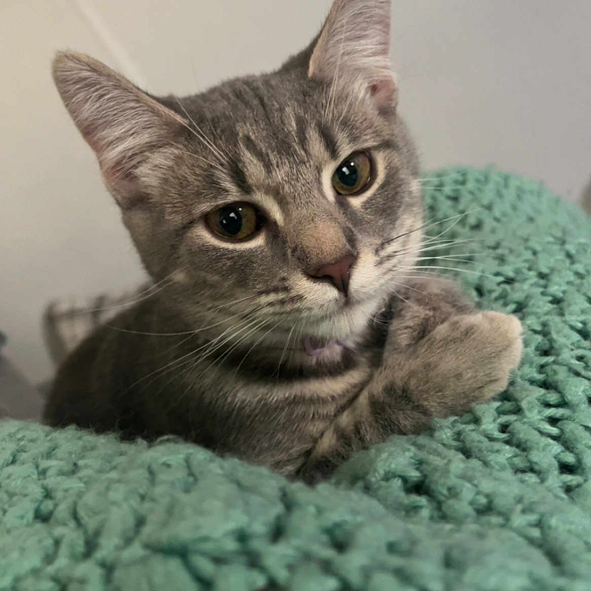 Giggle is registered to the contest to win money with this photo: animal, blanket, cat, close_up, cozy, curious, cute, ears, eyes, feline, gray_tabby, indoor, knitted, nose, paws, pet, portrait, resting, soft, whiskers