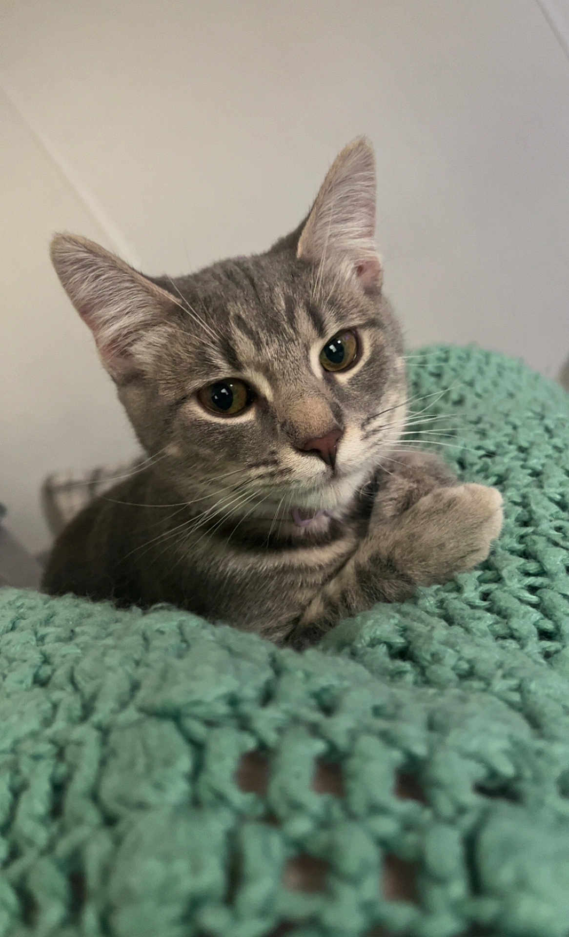 Giggle is registered to the contest to win money with this photo: cat, gray_tabby, pet, animal, feline, whiskers, ears, eyes, nose, paws, blanket, knitted, cozy, indoor, cute, close_up, portrait, resting, curious, soft
