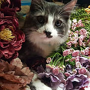 Ryan is registered to the contest to win money with this photo: cat, kitten, flowers, artificial_flowers, purple_flowers, green_leaves, pink_flowers, white_paws, close_up, indoor, pet, cute, feline, nature_imitation, floral_arrangement, soft_fur, whiskers, curious, animal, decor