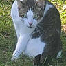Hellion is registered to the contest to win money with this photo: animal, cat, cute, daylight, ears, eyes, feline, fur, grass, greenery, grooming, nature, outdoor, pet, sitting, sunlight, tabby, whiskers, white_fur, wildlife