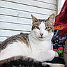 Hellion is registered to the contest to win money with this photo: animal, casual, cat, closeup, comfort, feline, graphic_shirt, green_eyes, indoor, lap, person, pet, portrait, red_hair, relaxed, rustic, sitting, tabby, white_fur, wooden_wall