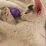Marley joined the competition — help win amazing prizes! kitten, cat, white_cat, purple_ball, soft_blanket, pet, animal, feline, paw, cute, sleepy, resting, closeup, indoor, fur, whiskers, pink_paw_pads, young_cat, domestic_cat, relaxed