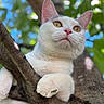 Marley joined the competition — help win amazing prizes! cat, white_cat, animal, pet, tree, branch, paw, leaf, outdoor, nature, greenery, closeup, fur, whiskers, ears, eyes, pink_nose, curious, daylight, background_blur