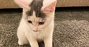 Marley joined the competition — help win amazing prizes! kitten, cat, white_cat, gray_patch, carpet, indoor, pet, animal, young_cat, feline, cute, sitting, looking_down, cozy, home, couch, soft_fur, curious, small, domestic_animal