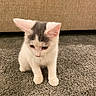 kitten, cat, white_cat, gray_patch, carpet, indoor, pet, animal, young_cat, feline, cute, sitting, looking_down, cozy, home, couch, soft_fur, curious, small, domestic_animal