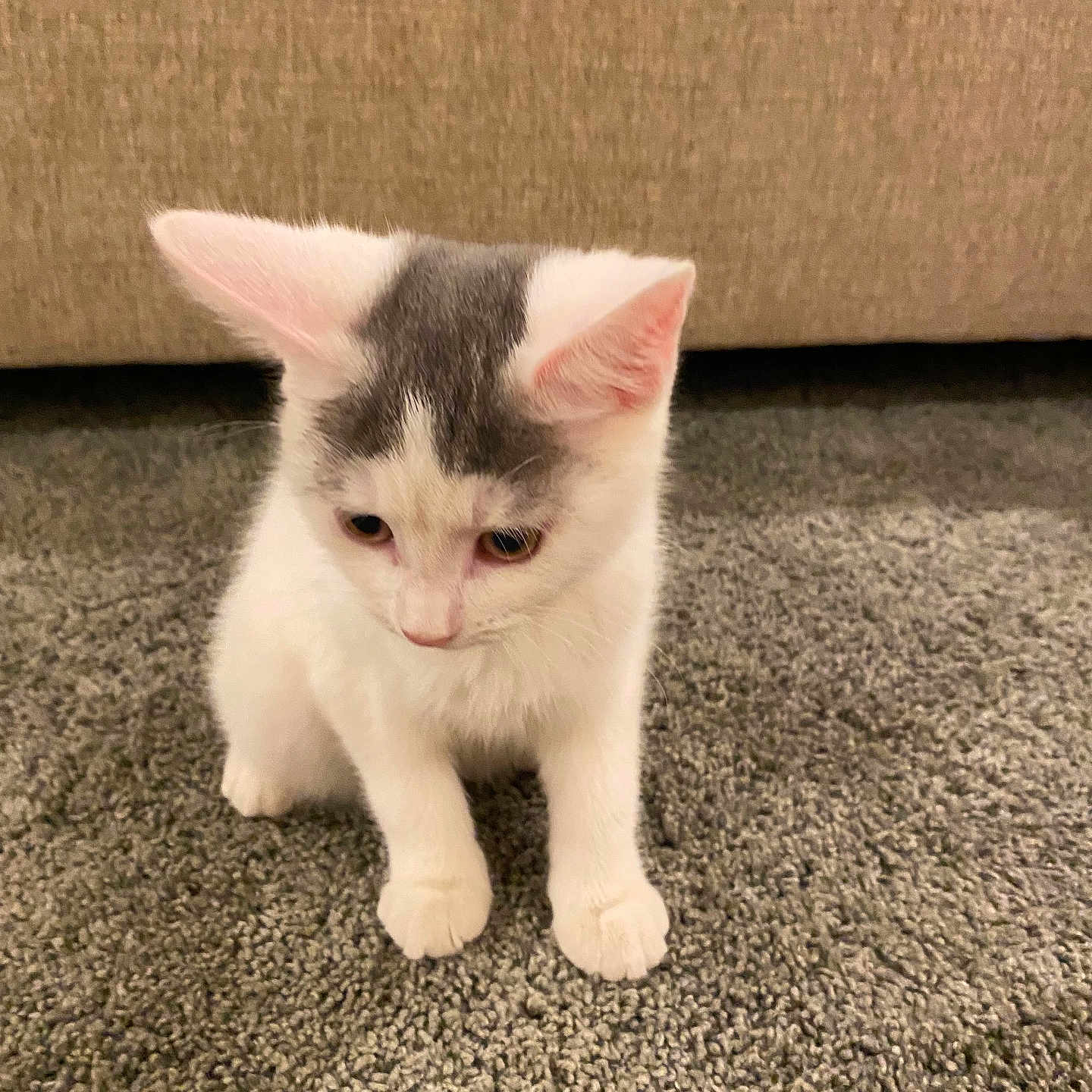 Marley joined the competition — help win amazing prizes! kitten, cat, white_cat, gray_patch, carpet, indoor, pet, animal, young_cat, feline, cute, sitting, looking_down, cozy, home, couch, soft_fur, curious, small, domestic_animal