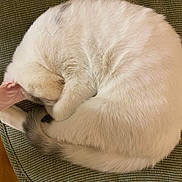 Marley joined the competition — help win amazing prizes! cat, white_cat, sleeping, curled_up, furry, pet, animal, indoor, cushion, green_cushion, cozy, resting, fur, tail, paw, relaxed, cute, domestic_cat, soft, sleep