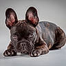 dog, french_bulldog, puppy, brindle, ears, lying_down, studio, pet, animal, cute, portrait, close_up, brown, snout, paws, whiskers, floor, expression, indoor, looking