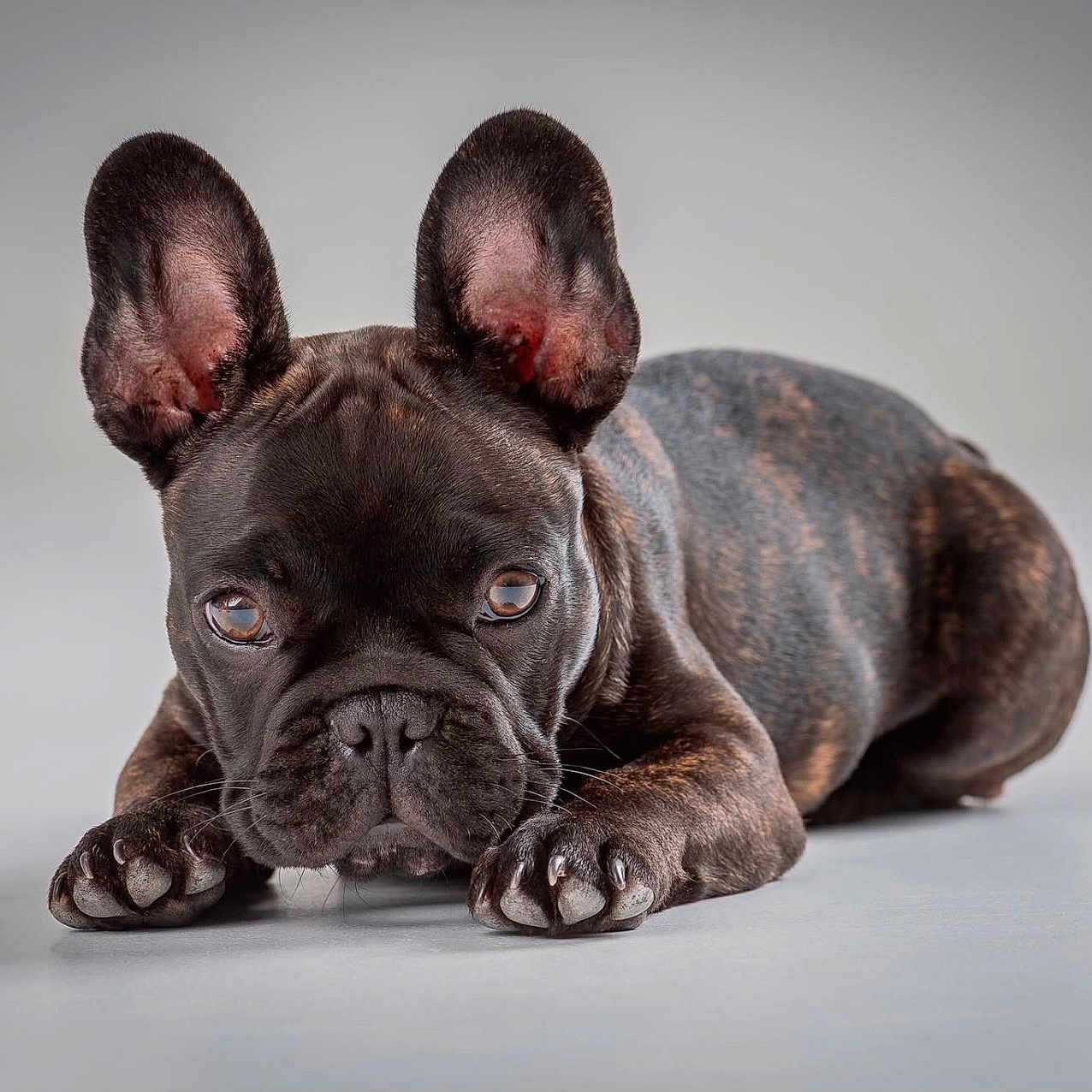 Baloo a rejoint le concours — aidez-le/la à gagner de superbes lots ! dog, french_bulldog, puppy, brindle, ears, lying_down, studio, pet, animal, cute, portrait, close_up, brown, snout, paws, whiskers, floor, expression, indoor, looking