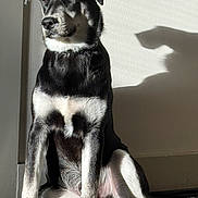 Koda joined the competition — help win amazing prizes! dog, sitting, shadow, black_and_white, sunlight, indoor, wall, floor, pet, animal, calm, portrait, paw, fur, watchful, companion, canine, domestic_animal, quiet, relaxed