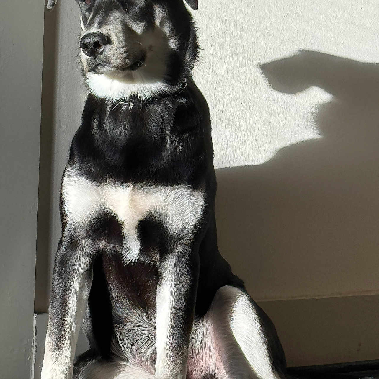 Koda