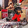 dog, dachshund, red_bow, blanket, fireplace, holiday_decor, christmas, santa_mailbox, plaid, indoor, pet, festive, cozy, wood_floor, gift_bag, greenery, santa_hat, decorations, warm_lighting, portrait
