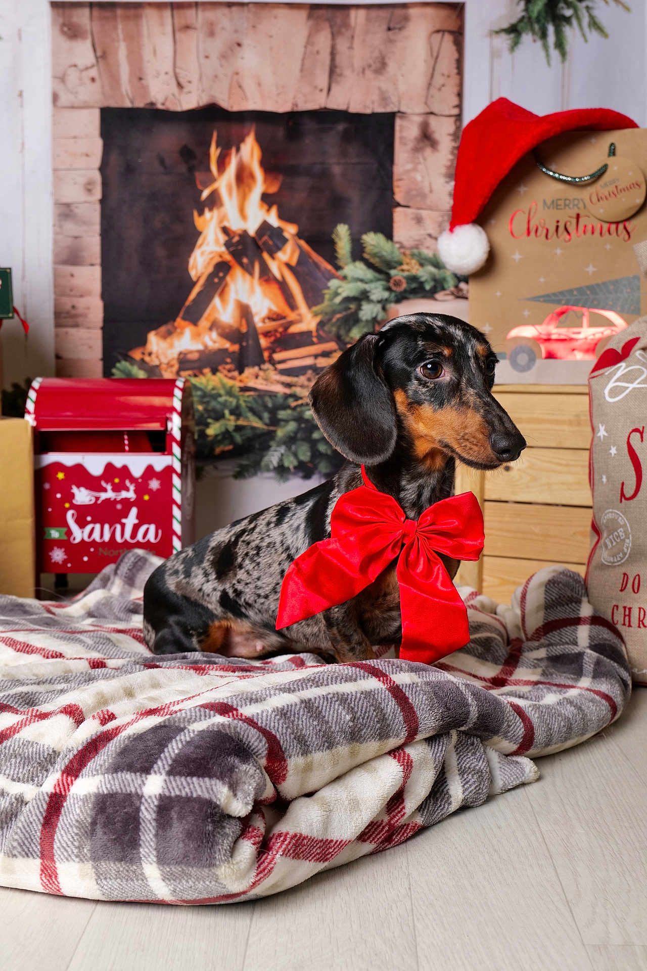 Uguette a rejoint le concours — aidez-le/la à gagner de superbes lots ! dog, dachshund, red_bow, blanket, fireplace, holiday_decor, christmas, santa_mailbox, plaid, indoor, pet, festive, cozy, wood_floor, gift_bag, greenery, santa_hat, decorations, warm_lighting, portrait