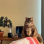 Trottinette a rejoint le concours — aidez-le/la à gagner de superbes lots ! blanket, bonsai_tree, cat, couch, cozy, curtain, domestic, fluffy_cat, furniture, home, indoor, jar, living_room, pen, pet, phone, plant, pot, relaxed, table