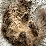 Trottinette participe au concours pour gagner de l'argent avec cette photo : animal, blanket, cat, comfort, cozy, curled_up, cute, feline, fluffy, fur, gray, indoor, paw, peaceful, pet, relaxed, resting, sleeping, soft, tail