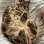 animal, blanket, cat, comfort, cozy, curled_up, cute, feline, fluffy, fur, gray, indoor, paw, peaceful, pet, relaxed, resting, sleeping, soft, tail