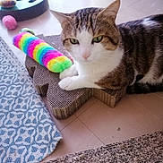 Apollon participe au concours pour gagner de l'argent avec cette photo : animal, cardboard_scratch_pad, cat, close_up, domestic_cat, feline, floor, green_eyes, household, indoor, paw, pet, plush_toy, rainbow, relaxed, rug, striped_fur, tabby_cat, toy, whiskers