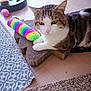 animal, cardboard_scratch_pad, cat, close_up, domestic_cat, feline, floor, green_eyes, household, indoor, paw, pet, plush_toy, rainbow, relaxed, rug, striped_fur, tabby_cat, toy, whiskers