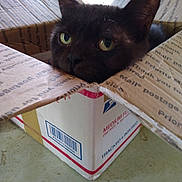 Leo is registered to the contest to win money with this photo: cat, black_cat, green_eyes, animal, pet, feline, portrait, close_up, cardboard_box, shipping_box, indoors, home, floor, ears, whiskers, fur, looking_at_camera, sitting, packaging, funny