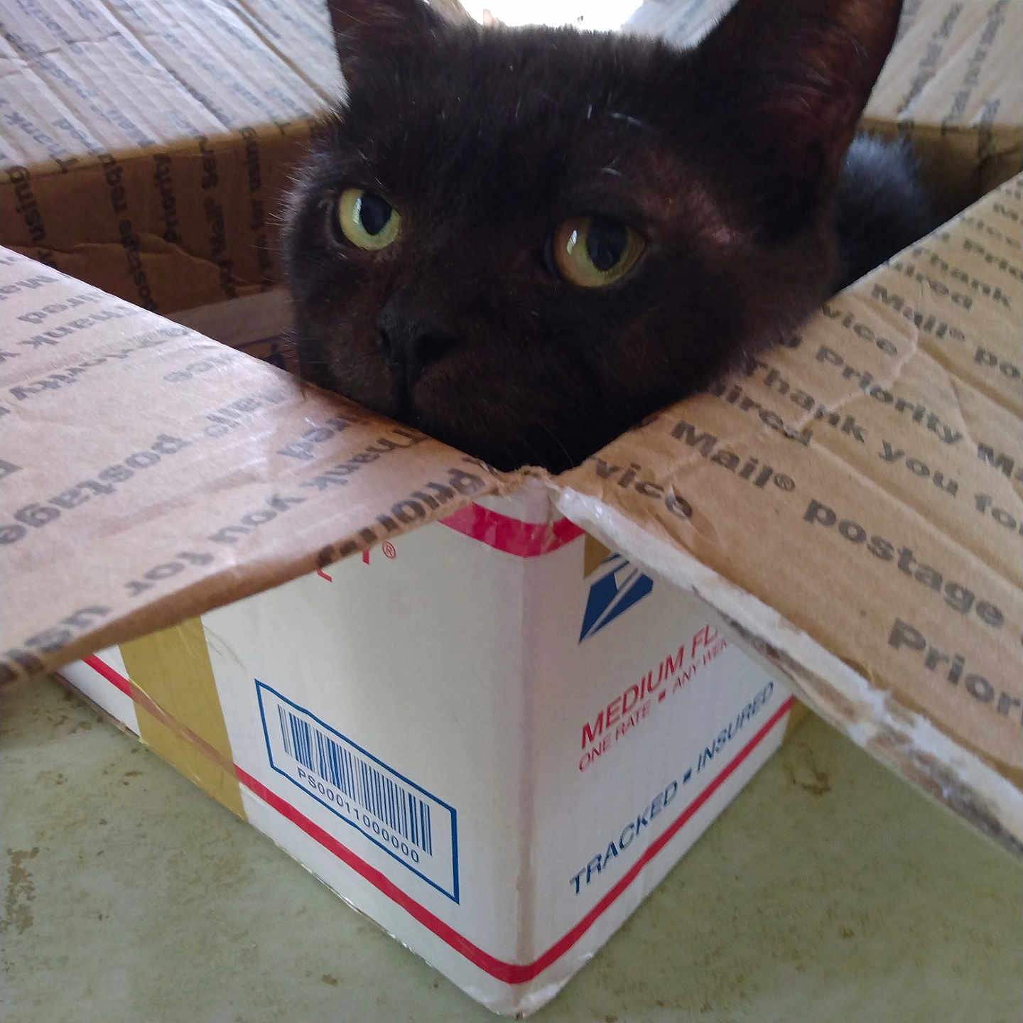 Leo is registered to the contest to win money with this photo: cat, black_cat, green_eyes, animal, pet, feline, portrait, close_up, cardboard_box, shipping_box, indoors, home, floor, ears, whiskers, fur, looking_at_camera, sitting, packaging, funny