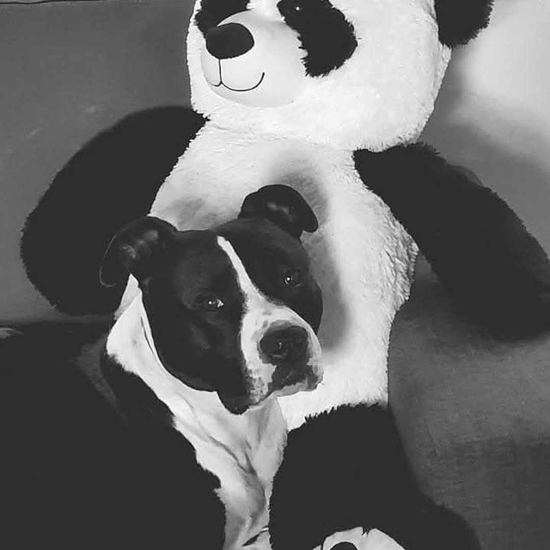 Thaï a rejoint le concours — aidez-le/la à gagner de superbes lots ! animal, black_and_white, comfort, companion, couch, cozy, cute, dog, friendship, fur, indoor, monochrome, panda, pet, plush, portrait, relaxing, seated, stuffed_animal, toy