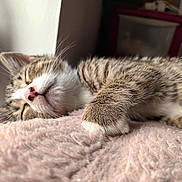 Fifi is registered to the contest to win money with this photo: animal, blanket, cat, close_up, cozy, cute, domestic_cat, fur, indoor, kitten, paw, pet, pink_nose, relaxation, resting, sleeping, soft, tabby, whiskers, young