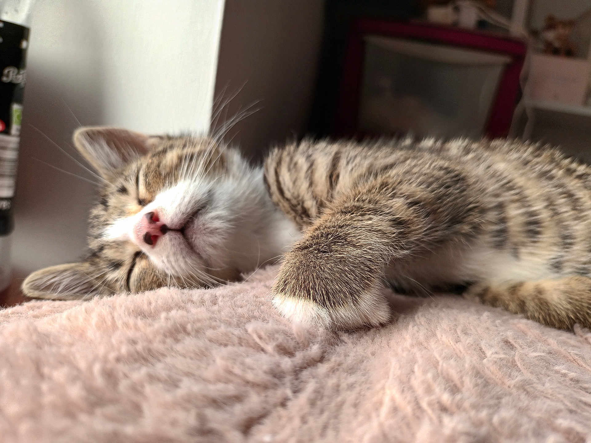 Fifi