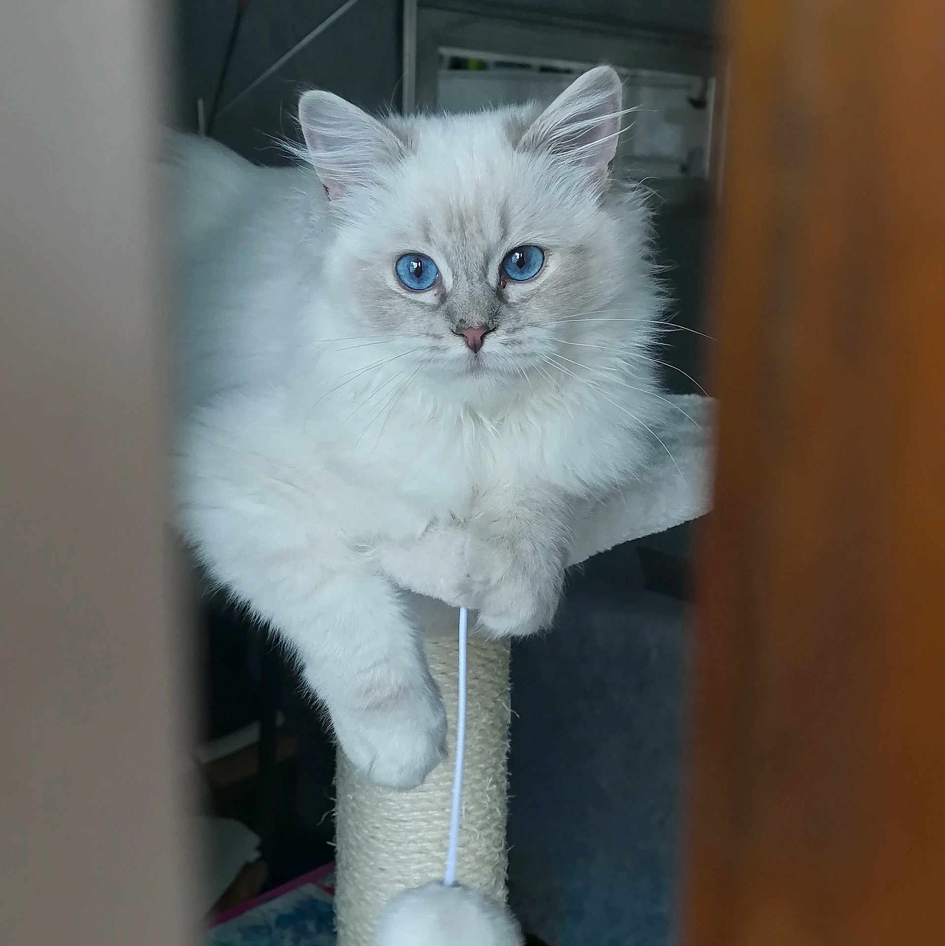 Yris a rejoint le concours — aidez-le/la à gagner de superbes lots ! cat, blue_eyes, fluffy, white_fur, scratching_post, pet, indoor, feline, close_up, animal, cute, relaxed, portrait, whiskers, paw, toy, household, domestic_animal, fur, looking_at_camera
