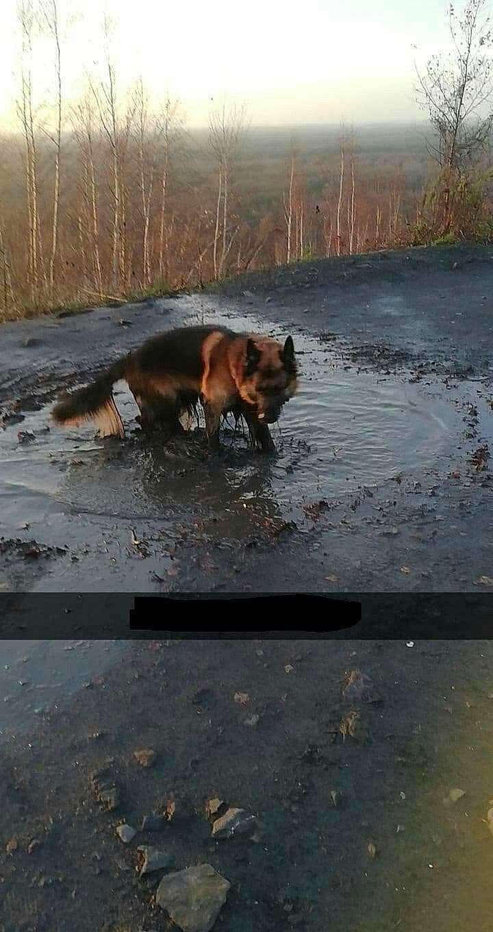 Djacks participe au concours pour gagner de l'argent avec cette photo : canidae, carnivore, dog, dog_breed, german_shepherd_dog, sporting_group, street_dog, working_dog