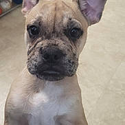 Max is registered to the contest to win money with this photo: dog, puppy, ears, face, curious, standing, indoor, floor, light, brown, black, white, pet, canine, young, closeup, portrait, domestic, animal, cute