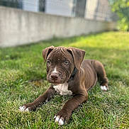Venom participe au concours pour gagner de l'argent avec cette photo : animal, backyard, ball, boxer, bulldog, canine, dog, football, grass, lawn, nature, outdoors, pet, pitbull, plant, puppy, soccer, soccerball, sport, yard