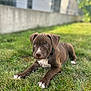 animal, backyard, ball, boxer, bulldog, canine, dog, football, grass, lawn, nature, outdoors, pet, pitbull, plant, puppy, soccer, soccerball, sport, yard