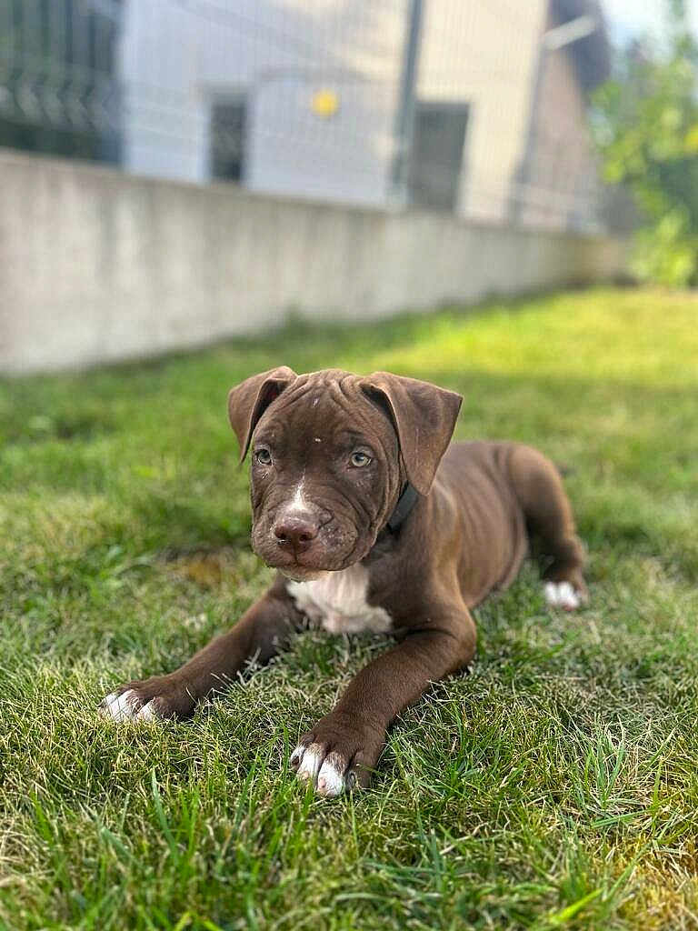 Venom participe au concours pour gagner de l'argent avec cette photo : animal, backyard, ball, boxer, bulldog, canine, dog, football, grass, lawn, nature, outdoors, pet, pitbull, plant, puppy, soccer, soccerball, sport, yard