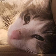 Guizmo participe au concours pour gagner de l'argent avec cette photo : animal, cat, close_up, cozy, cute, domestic_cat, eyes, face, feline, fur, indoor, lying_down, nose, pet, portrait, relaxed, resting, sleepy, soft_light, whiskers