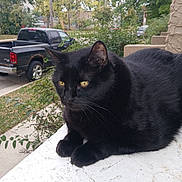 Neko joined the competition — help win amazing prizes! black_cat, cat, animal, pet, outdoor, yellow_eyes, fur, whiskers, vehicle, pickup_truck, greenery, leaves, sidewalk, house, daylight, resting, close_up, suburban, nature, porch