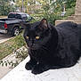 black_cat, cat, animal, pet, outdoor, yellow_eyes, fur, whiskers, vehicle, pickup_truck, greenery, leaves, sidewalk, house, daylight, resting, close_up, suburban, nature, porch
