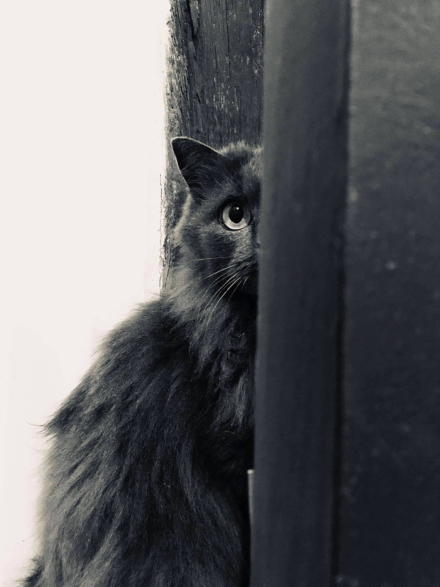 Dolly a rejoint le concours — aidez-le/la à gagner de superbes lots ! black_cat, bombay, carnivore, cat, domestic_short_haired_cat, felidae, fur, grey, monochrome, monochrome_photography, shadow, small_to_medium_sized_cats, snout, tail, terrestrial_animal, whiskers, wildlife, window, wood