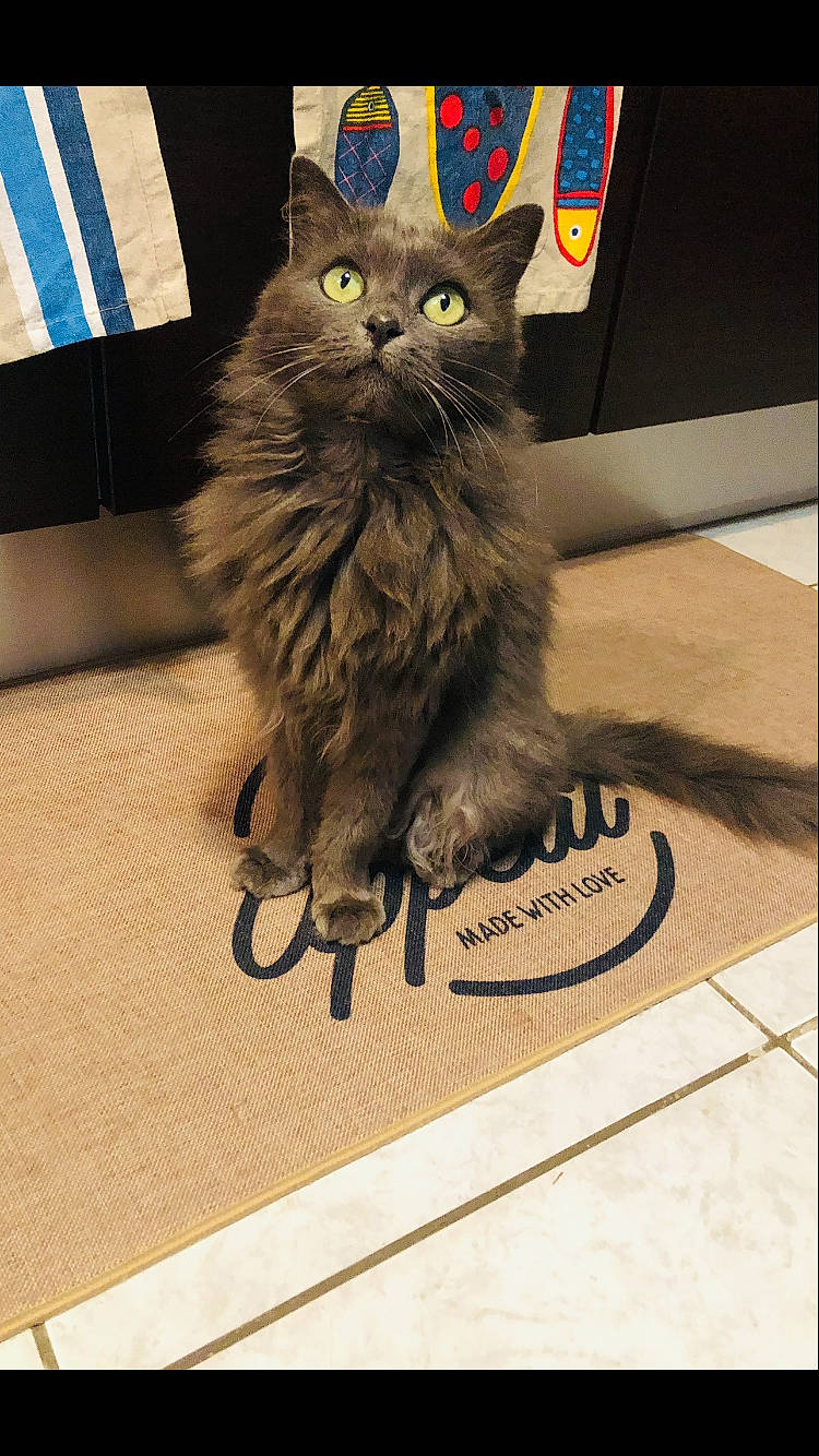 Dolly a rejoint le concours — aidez-le/la à gagner de superbes lots ! black_cat, box, british_longhair, carnivore, cat, claw, domestic_short_haired_cat, felidae, floor, flooring, font, fur, paw, photo_caption, rectangle, small_to_medium_sized_cats, snout, tail, terrestrial_animal, whiskers