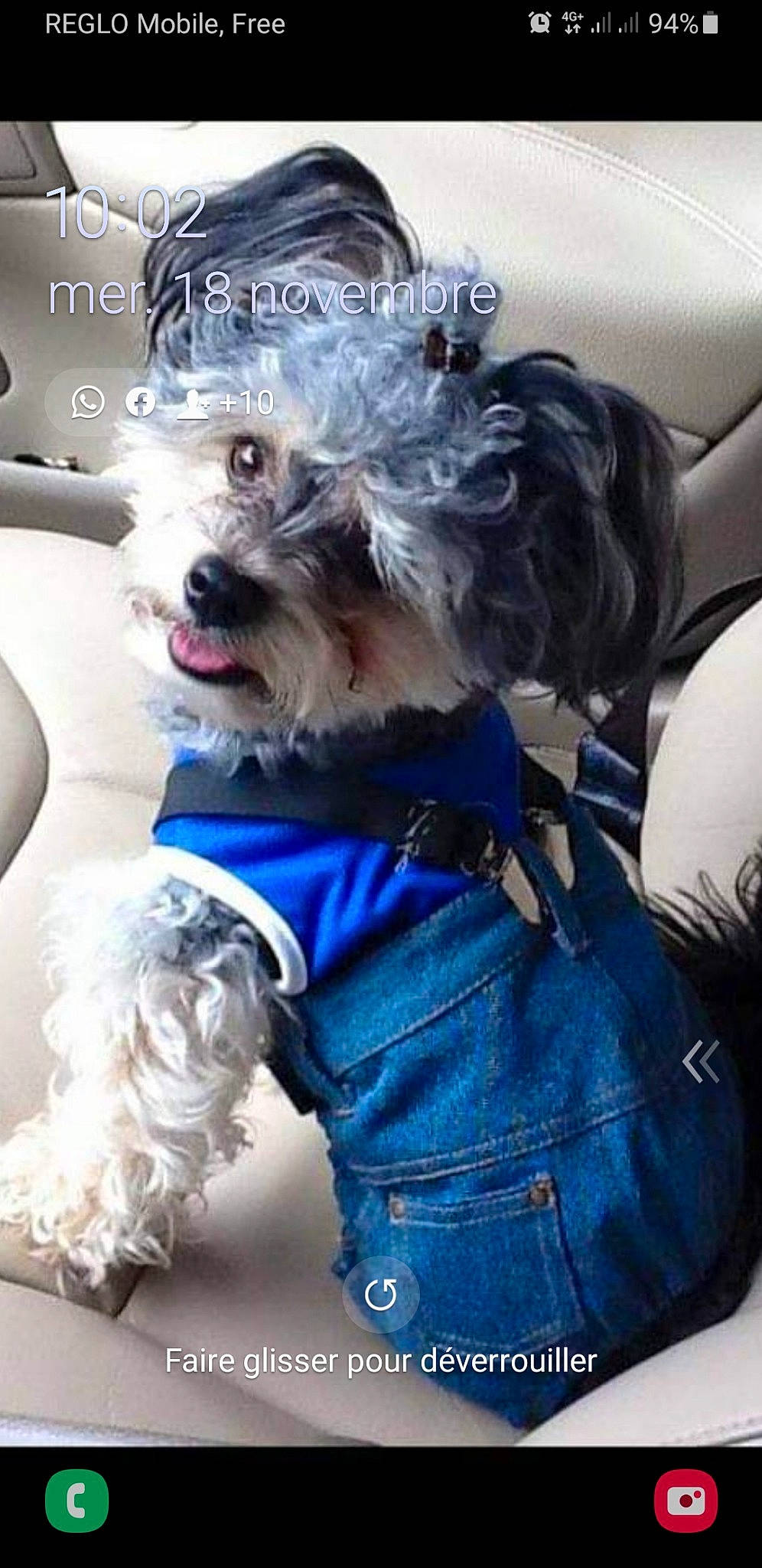 Gismo participe au concours pour gagner de l'argent avec cette photo : carnivore, collar, companion_dog, denim, dog, dog_breed, dog_clothes, dog_collar, dog_supply, electric_blue, eyewear, fashion_accessory, fur, personal_protective_equipment, puppy_love, small_terrier, sporting_group, terrier, toy_dog, working_animal